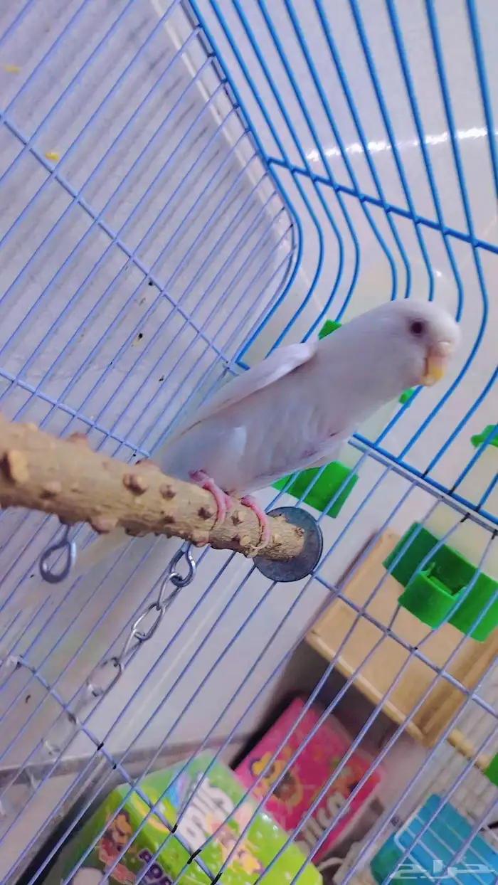 بادجي انثى البينو شبه اليف منتج معه 2بيض وذكر مات اليوم 0