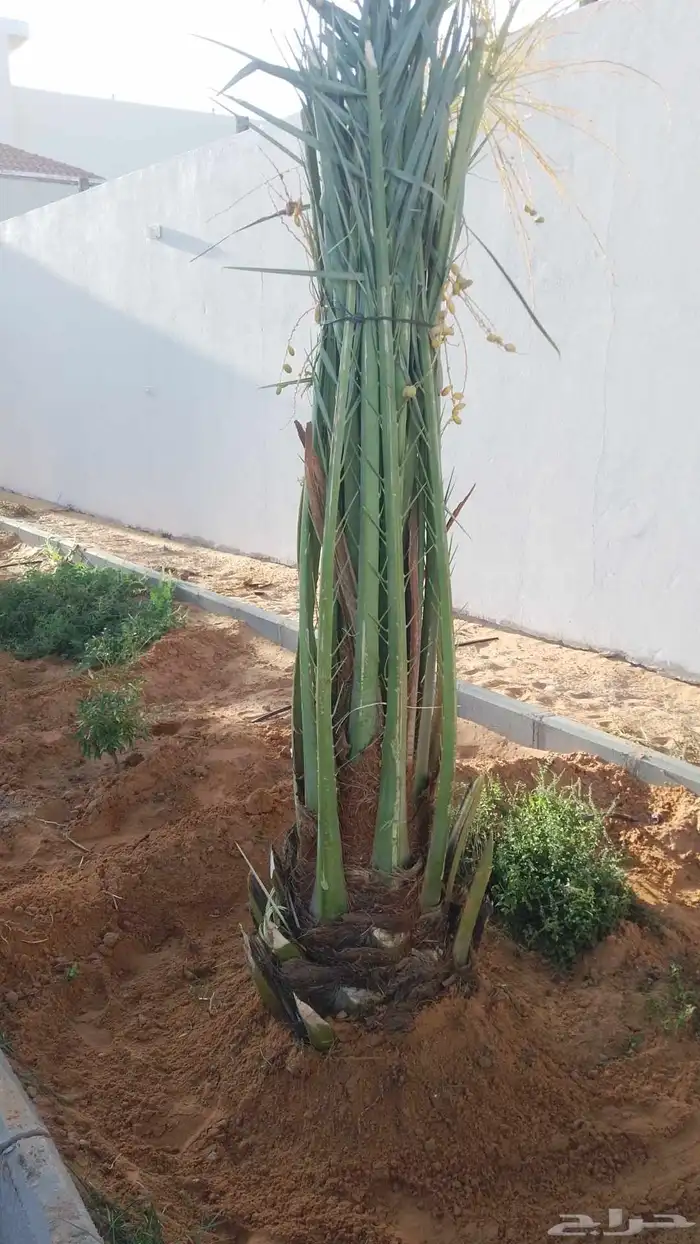 نخيل فراخه نخل. فسائل 1
