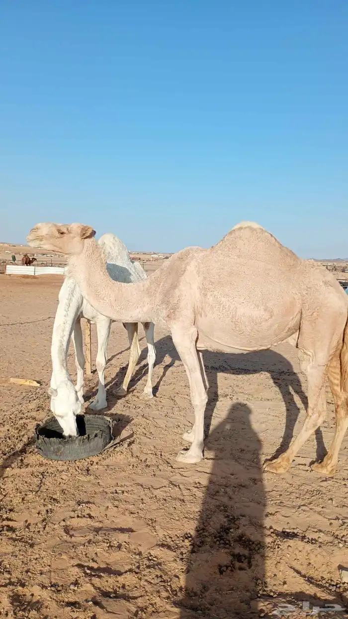 تافه شقحاء ممشاء وطفاح وراس كفو 0