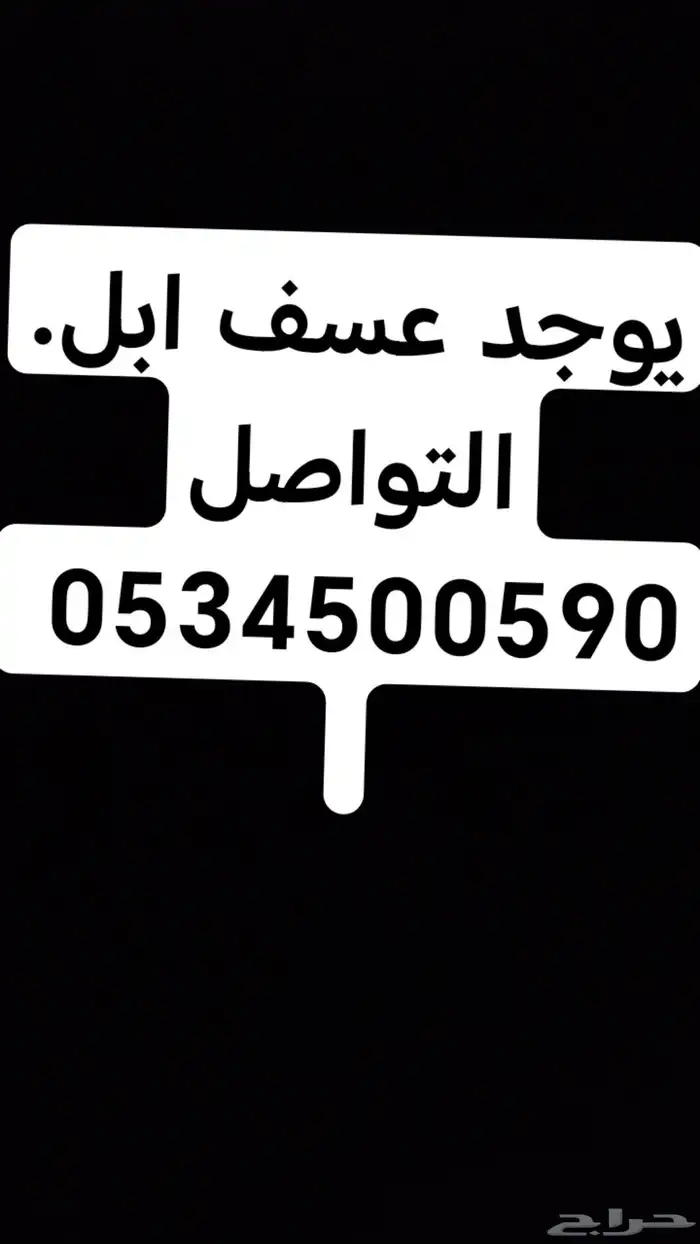 عسف ابل الموقع الشملي 0