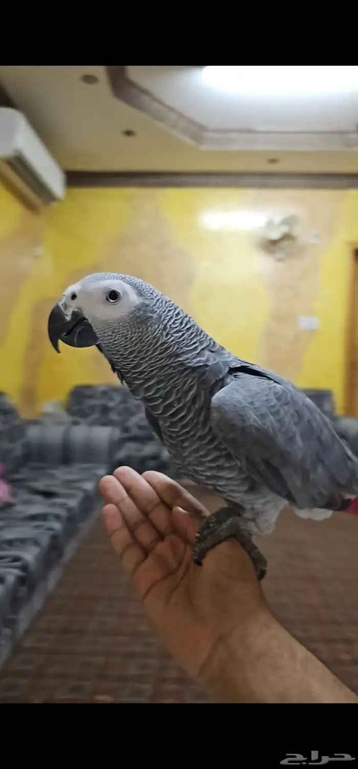 للبيع بغبغاء كاسكو أليف ومتكلم 0