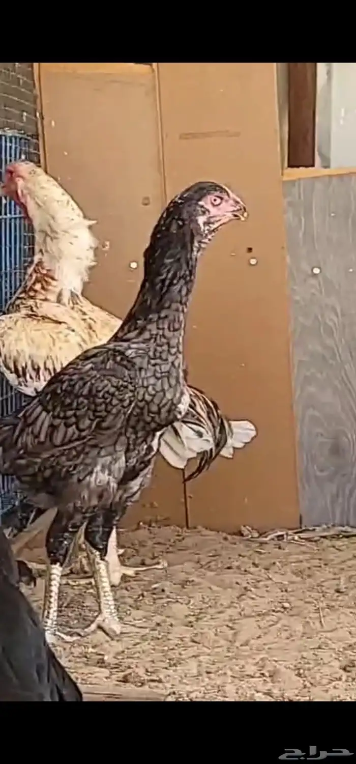 جوز شامو 4