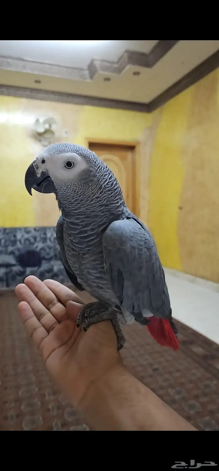 للبيع بغبغاء كاسكو أليف ومتكلم 1