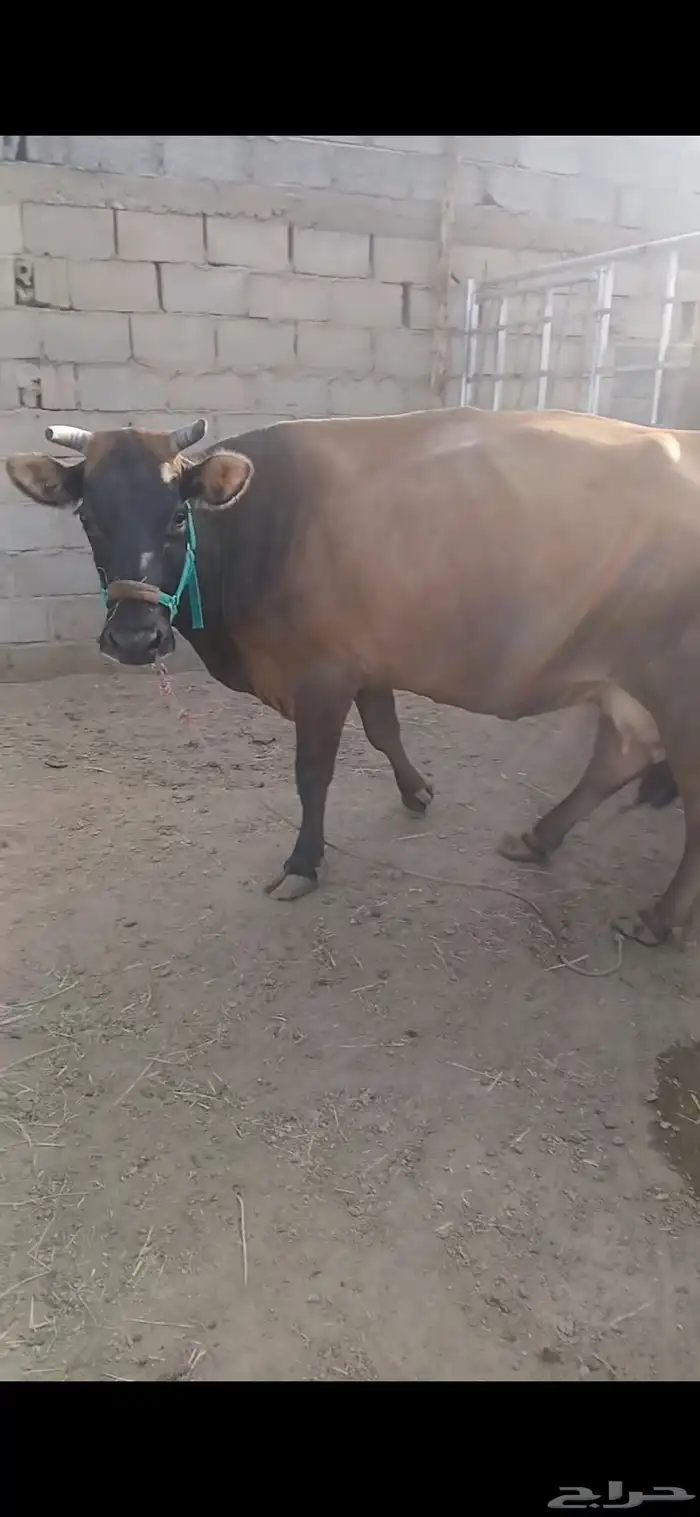 بقره خلفه جيرسي 2