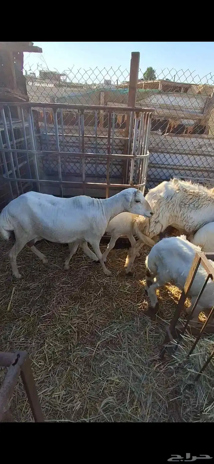 غنم حريات ورفيديات مراح عدد 11مطافيل عدد بهمها 13 5