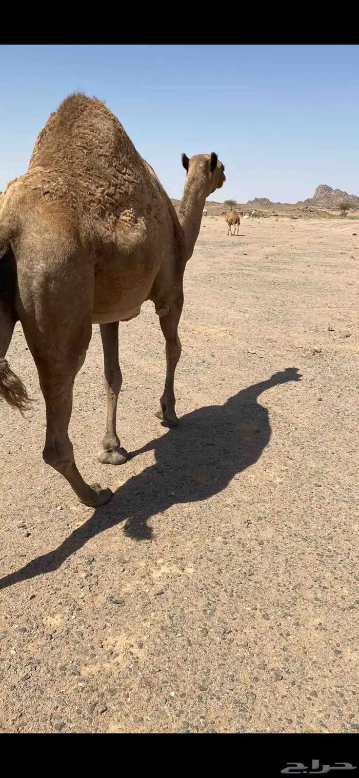 للبيع الناقه اللقحه 0
