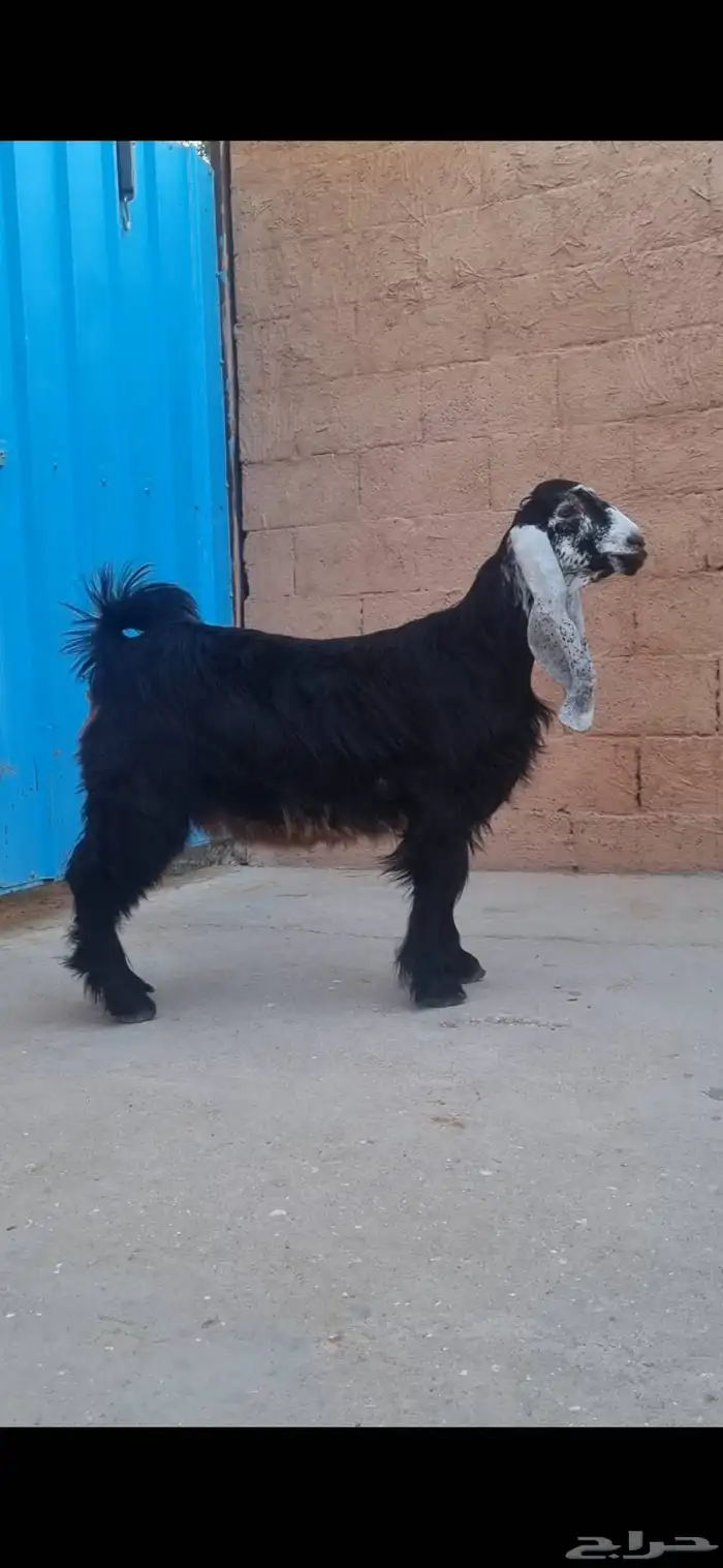 جفرة عارضيه معرفه 0