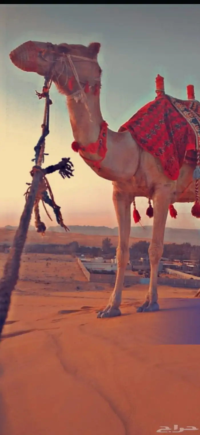 اجار جمال وا خيول وا دبابات 7