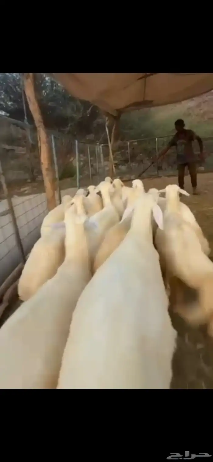 رخال تأسيس مراح 4