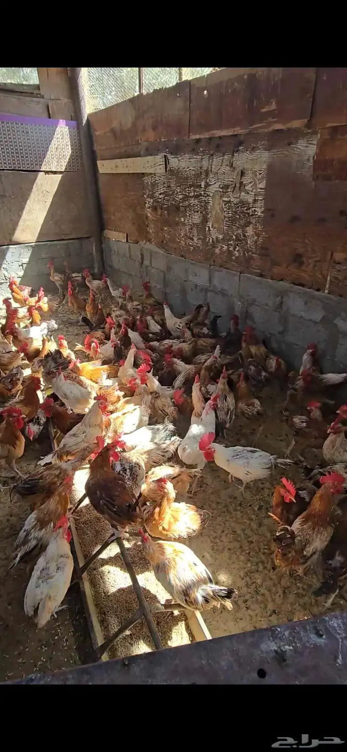 للبيع ديوك اكبار العدد 300 حبه الموقع الاحساء 2