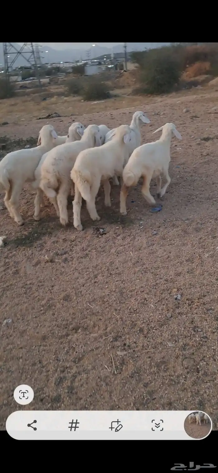 للبيع رخال نضاف وشحم 3