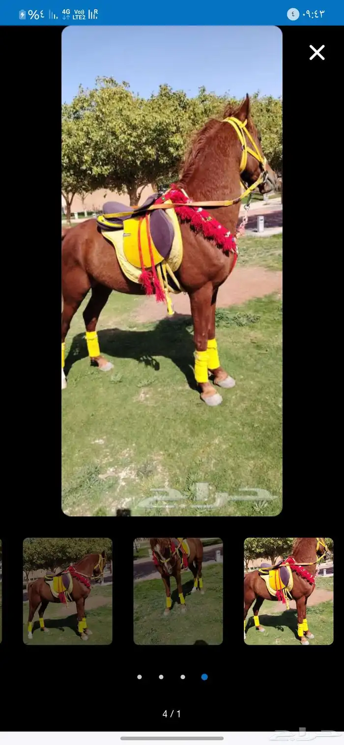 اجار جمال وا خيول وا دبابات 0