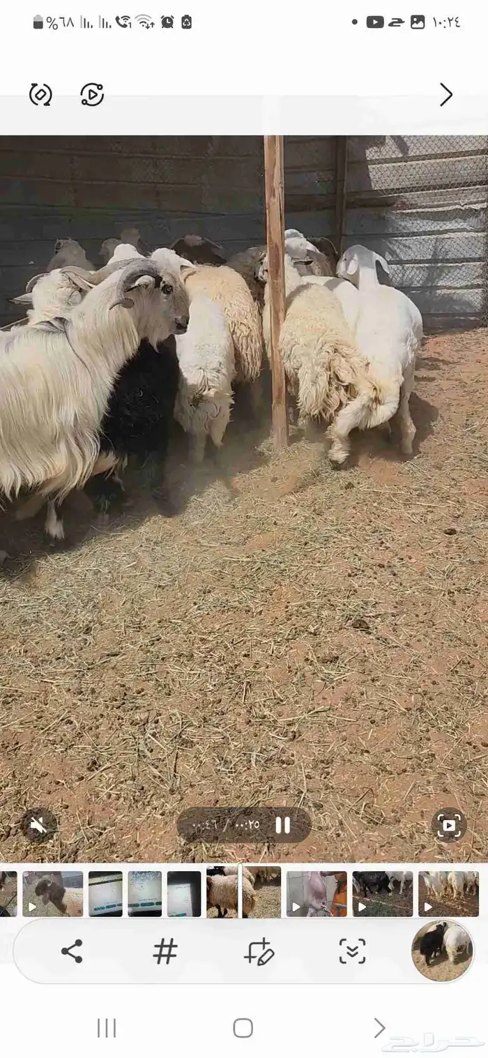 مجموعة خرفان نعيم وحريات ومشروكه كناور فل 12 3