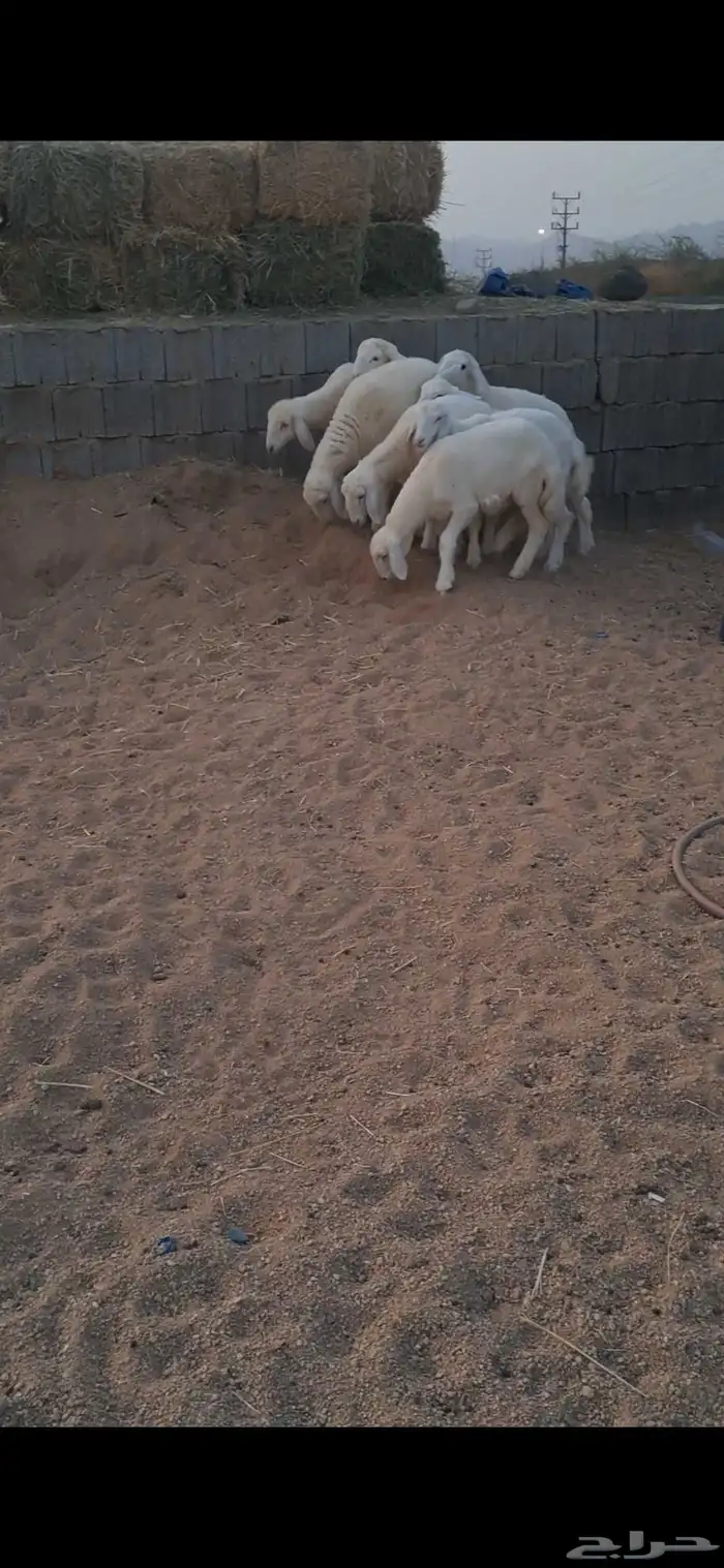للبيع رخال نضاف وشحم 4
