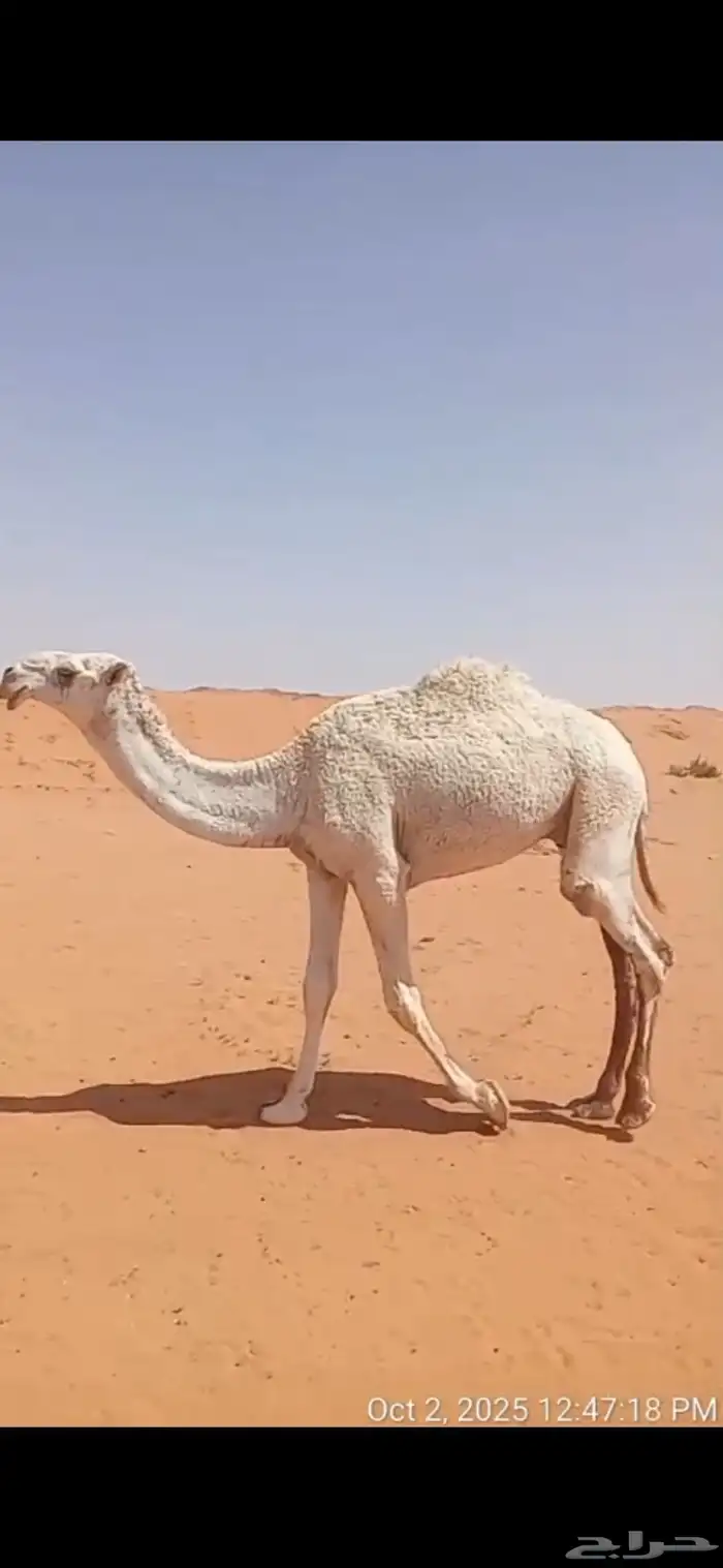 قعود اوضح سنه حق 0