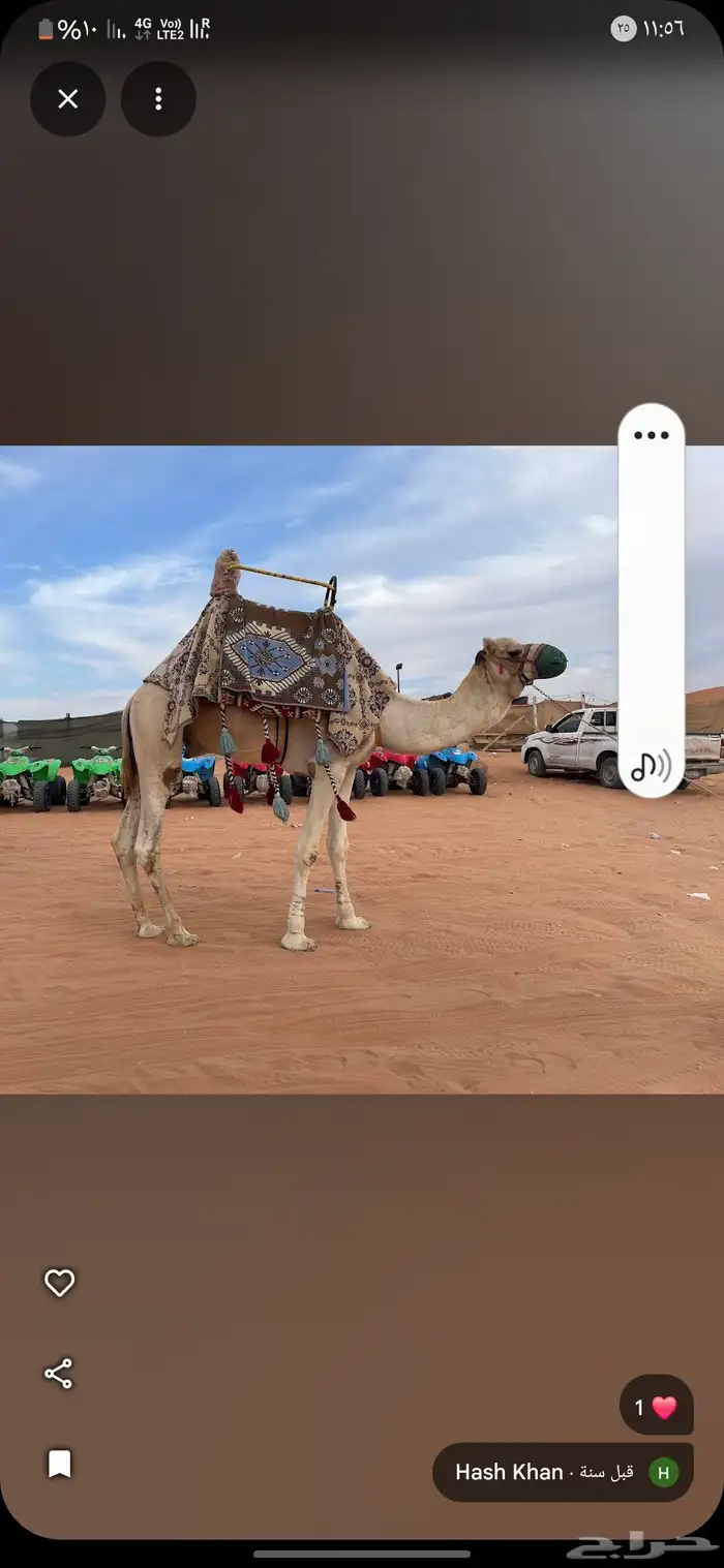 اجار جمال وا خيول وا دبابات 1
