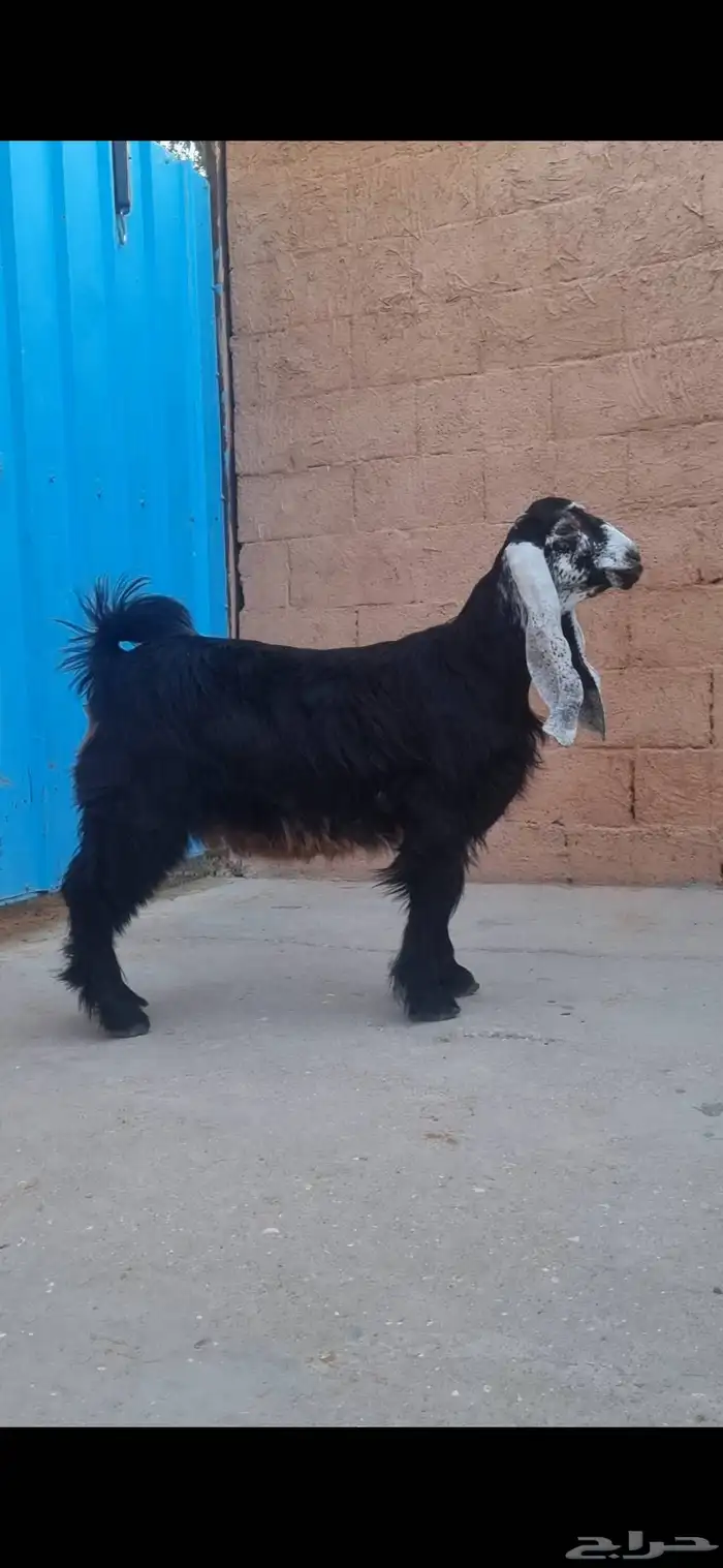 جفرة عارضيه معرفه 1