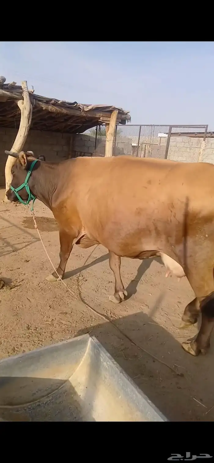 بقره خلفه جيرسي 0