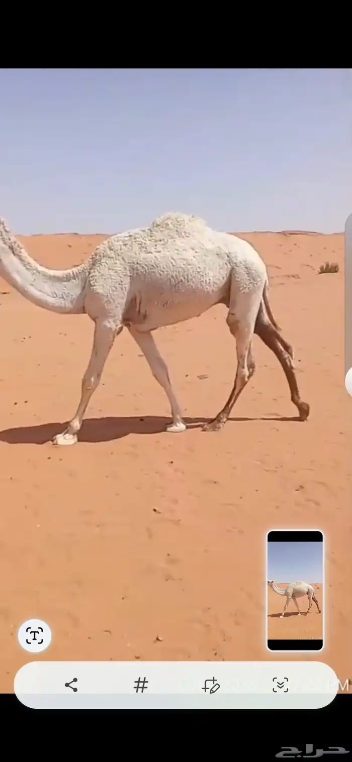 قعود اوضح سنه حق 1