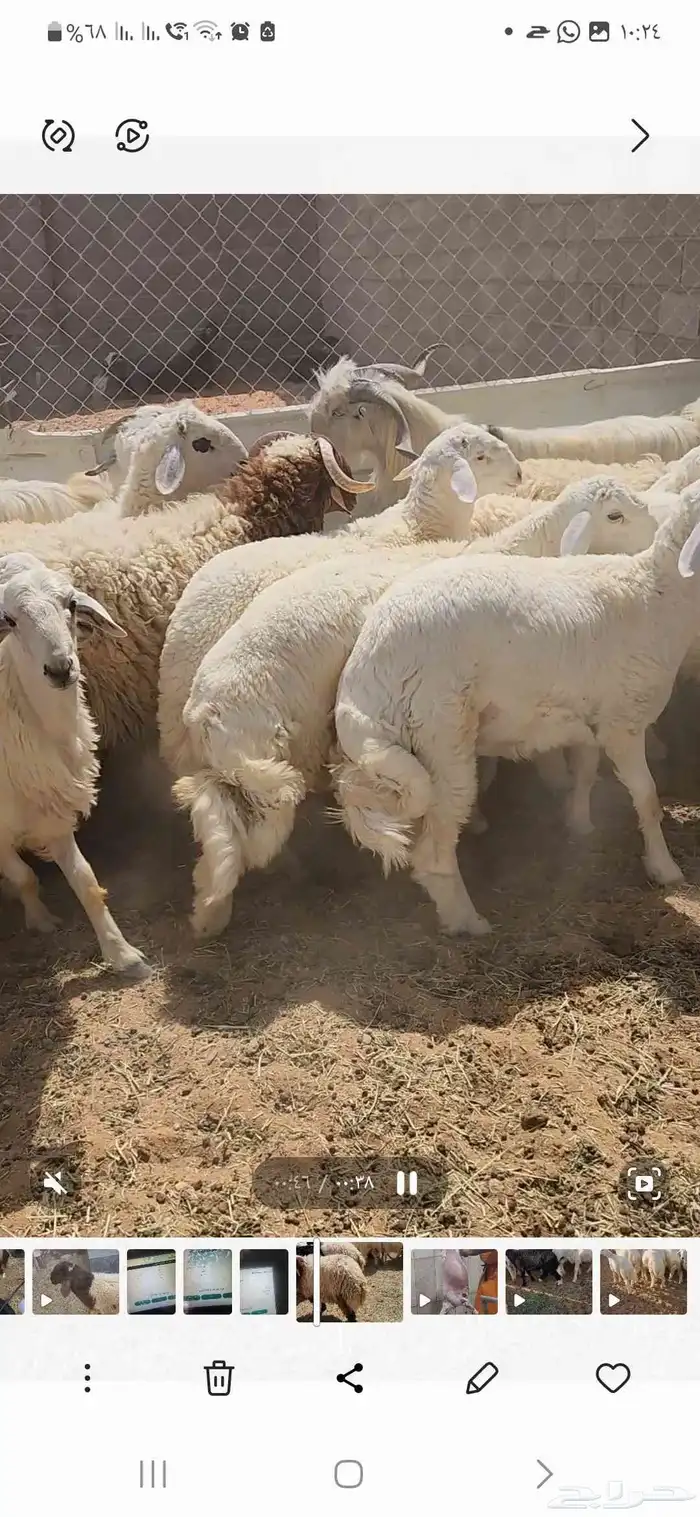 مجموعة خرفان نعيم وحريات ومشروكه كناور فل 12 5