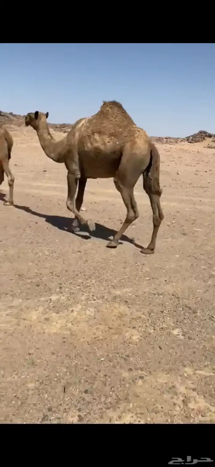 للبيع الناقه اللقحه 1
