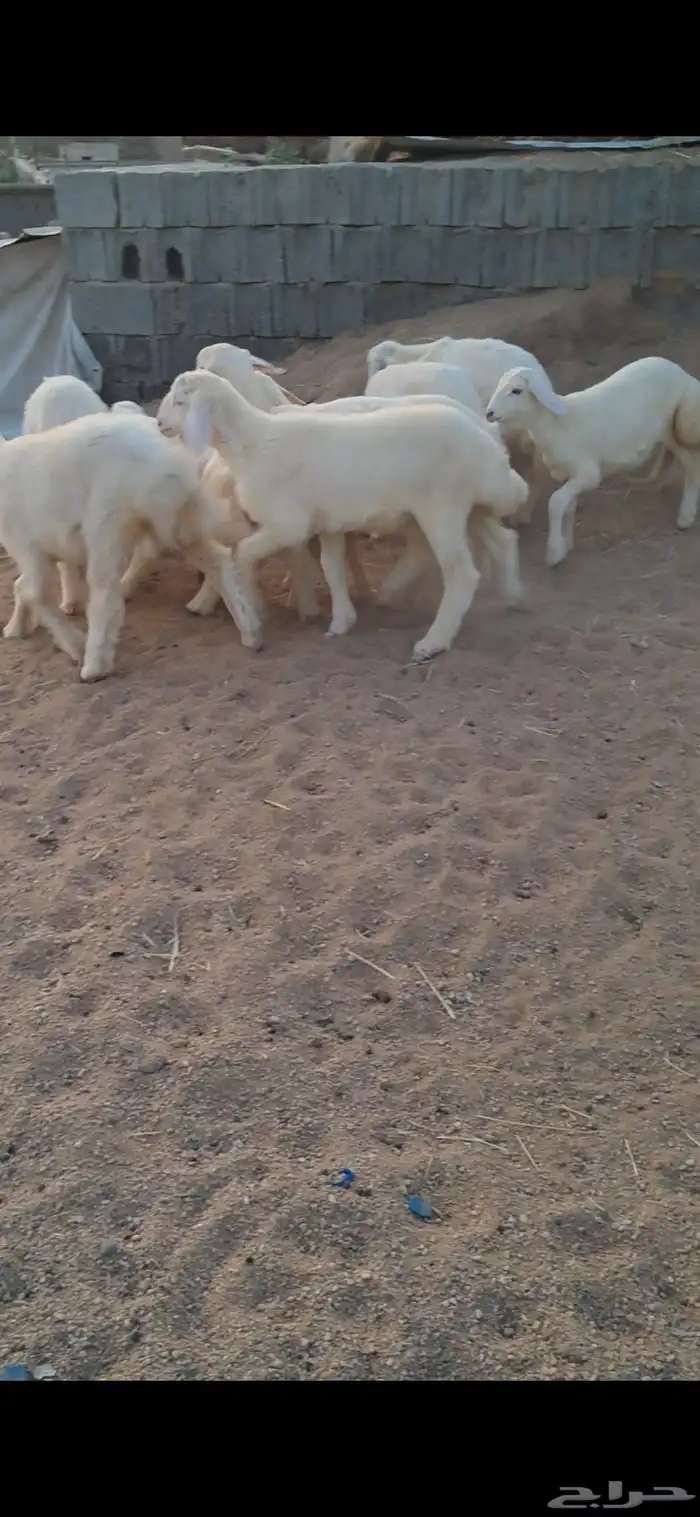 للبيع رخال نضاف وشحم 1