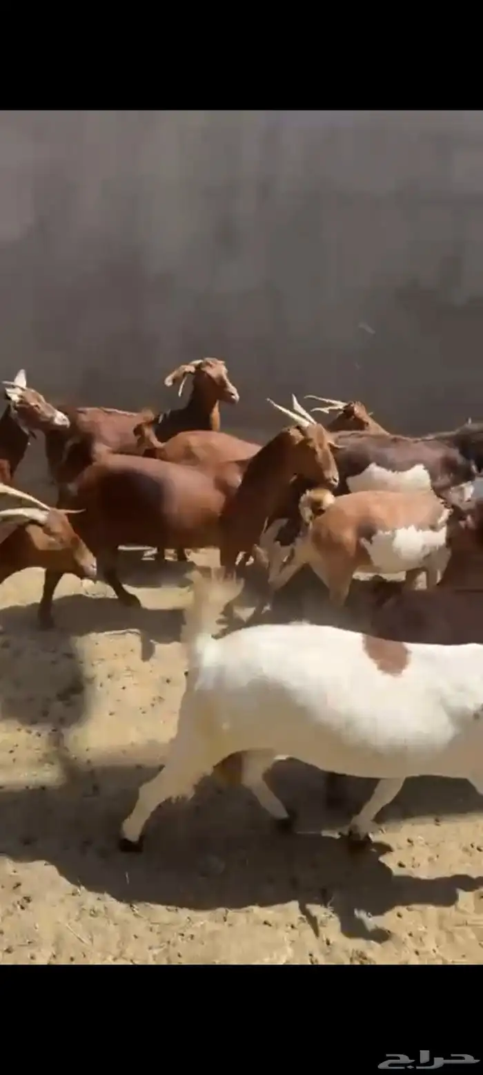 ماعز دهم دفيع ومتابيع 1