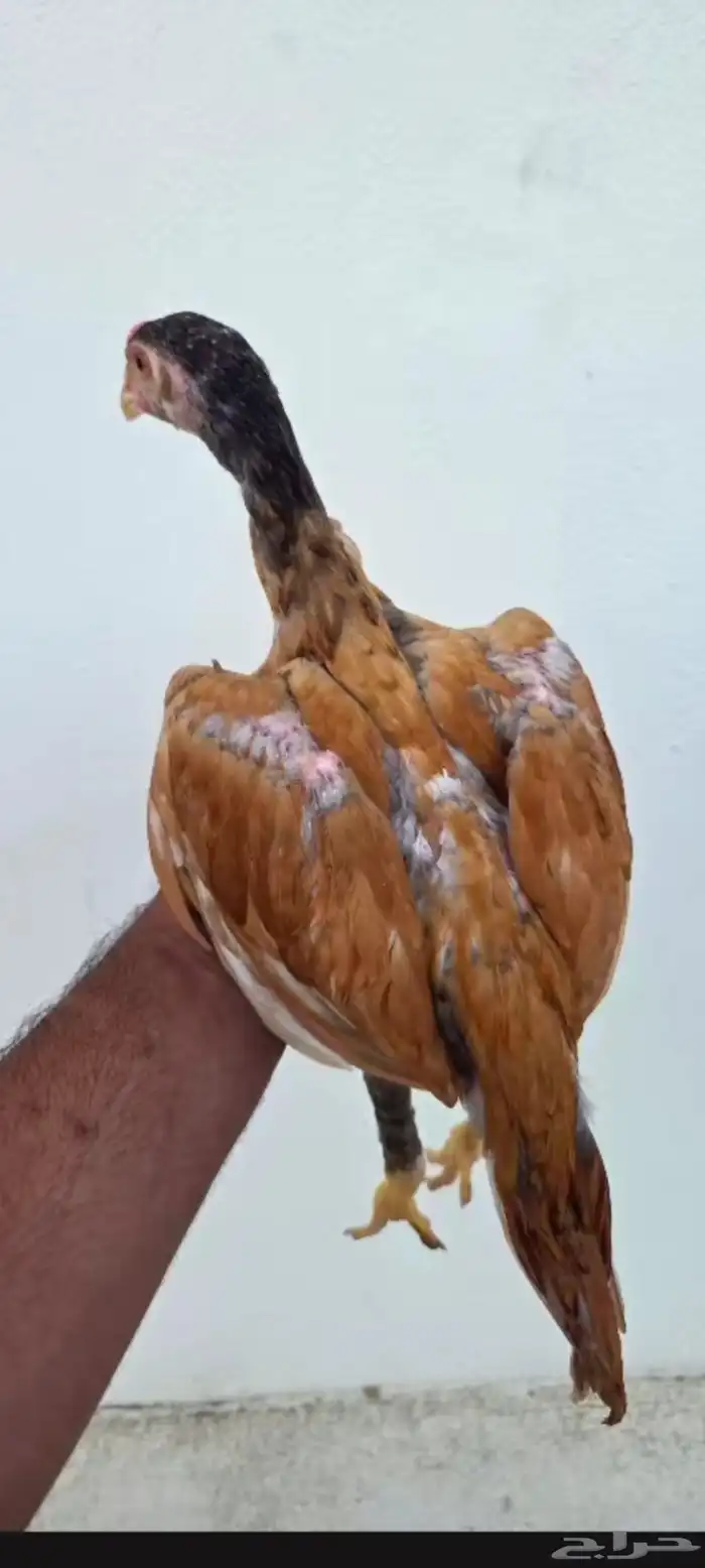 دجاج باكستاني 3