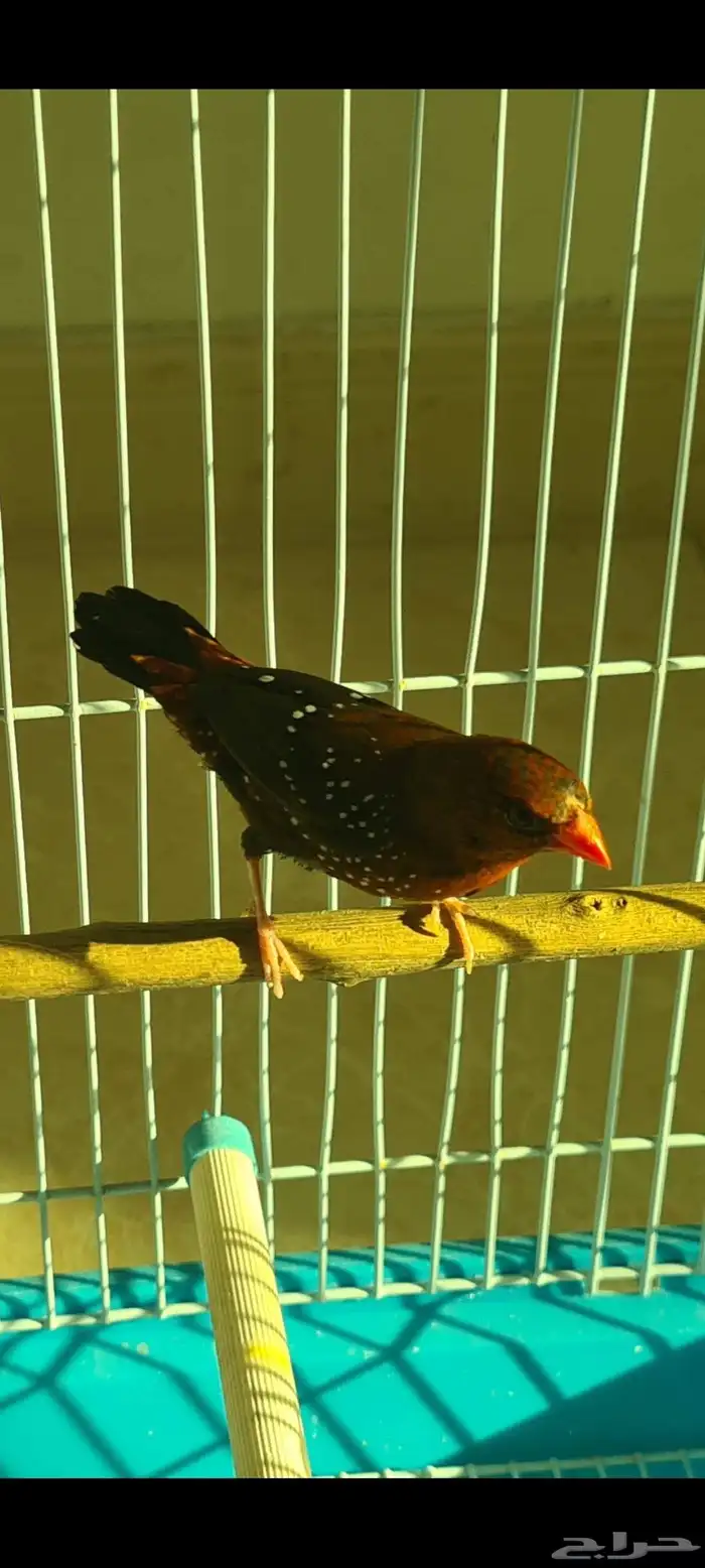 ذكر طائر الفراوله فينش 2