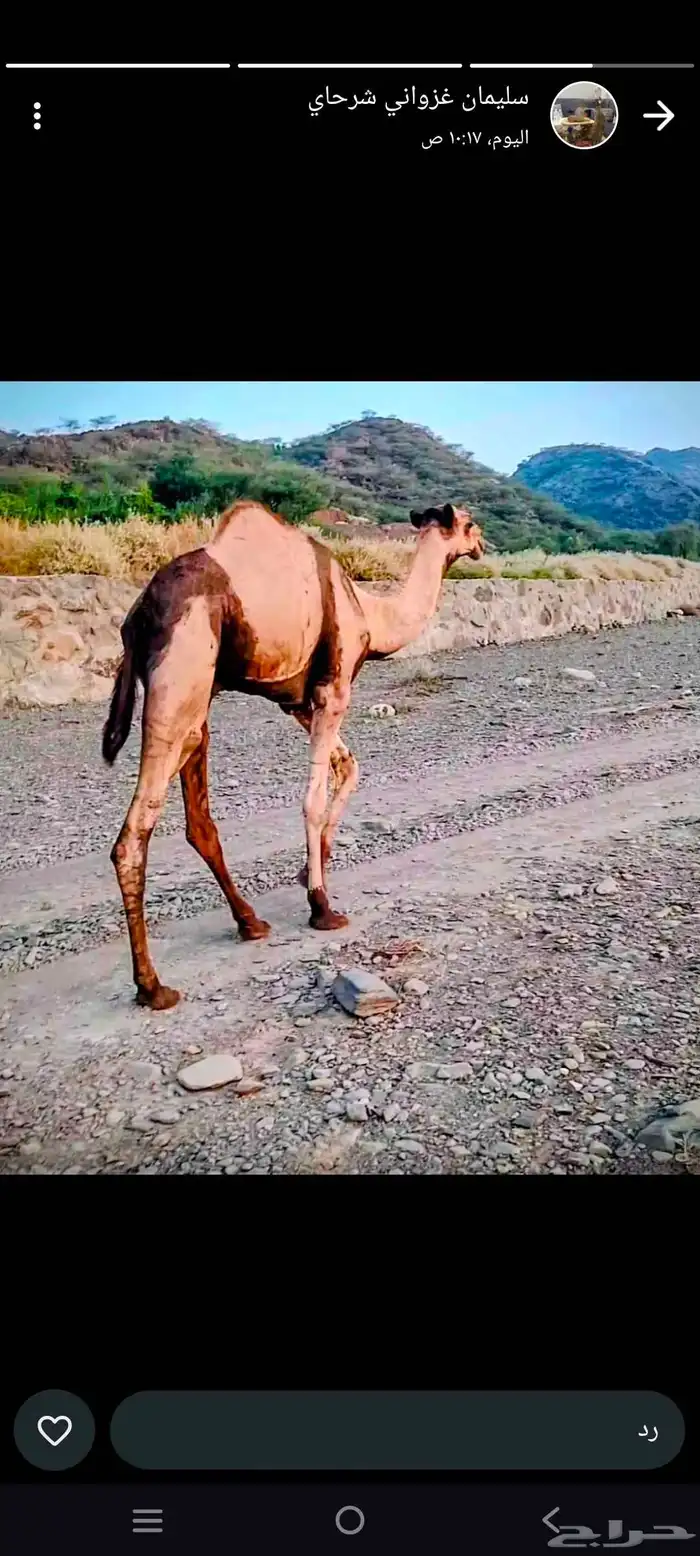 قعود عرضي عمر سنه و4اشهر لمن اراد ان يفحل 1