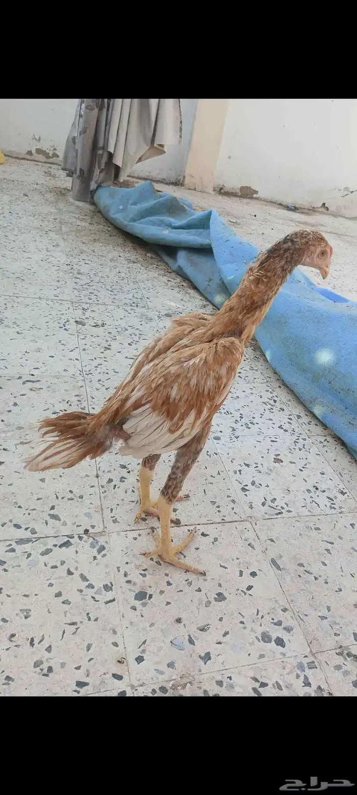 دجاج باكستاني 4