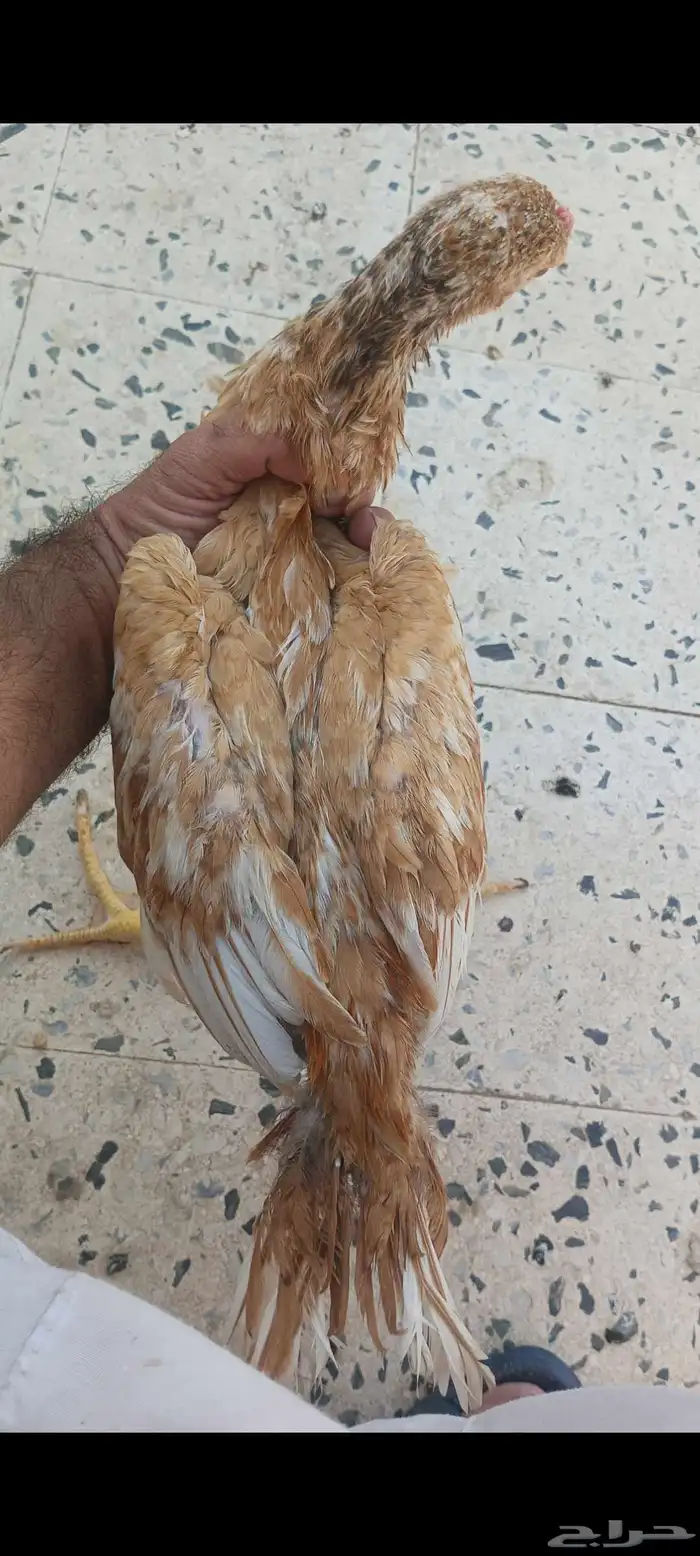 دجاج باكستاني 5