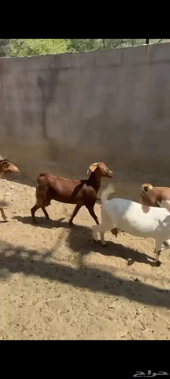 ماعز دهم دفيع ومتابيع 6