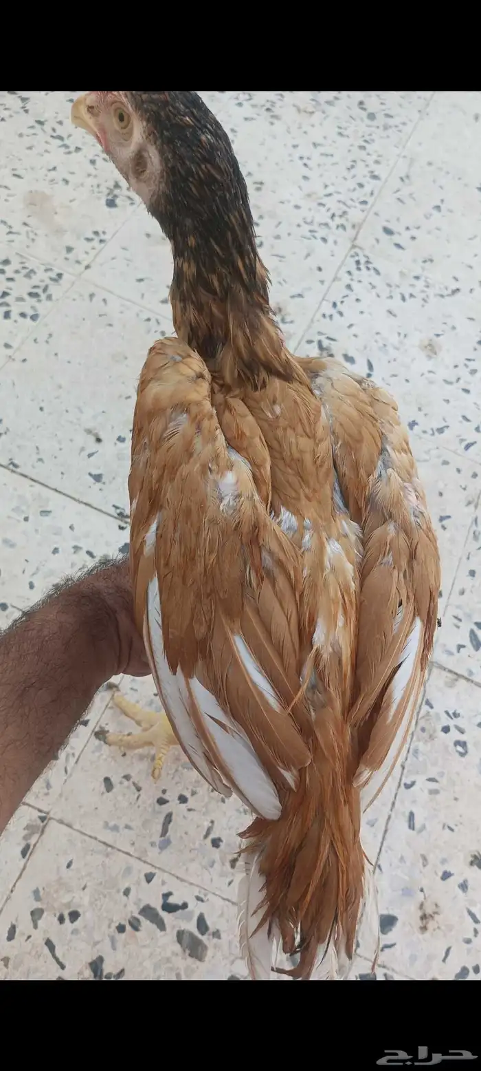 دجاج باكستاني 1