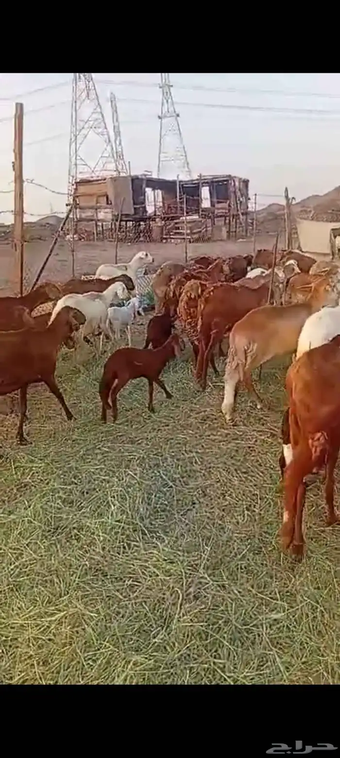 40 راس ضان سواكن 9