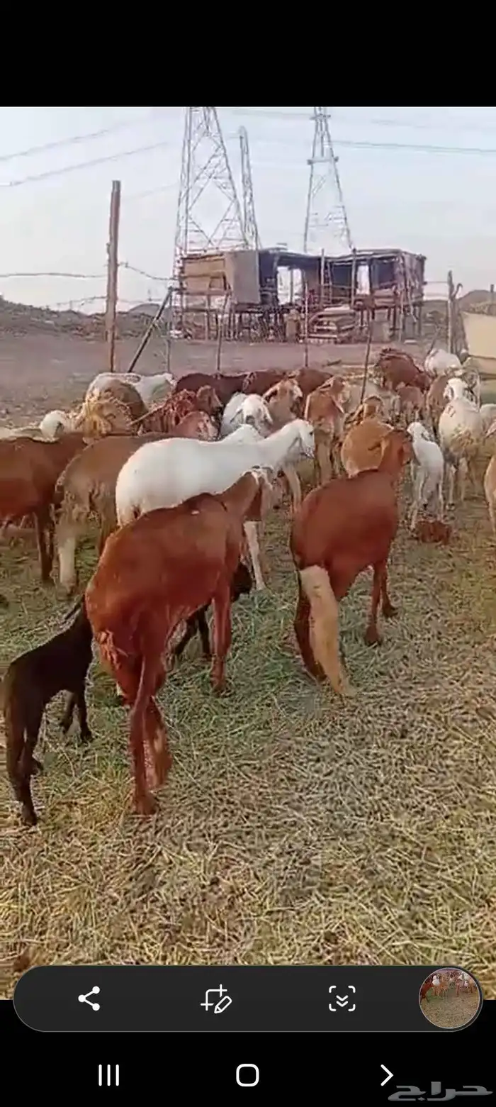 40 راس ضان سواكن 8