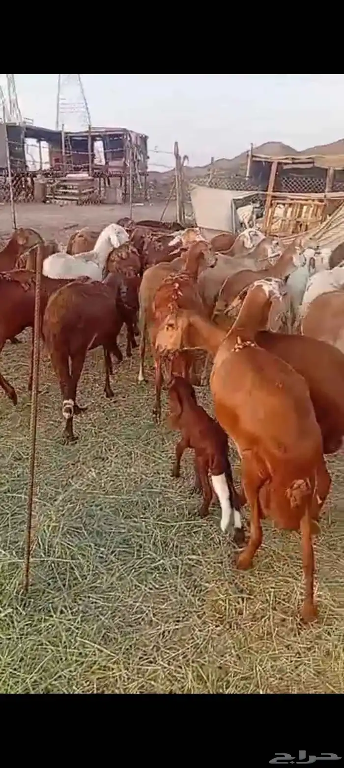 40 راس ضان سواكن 7