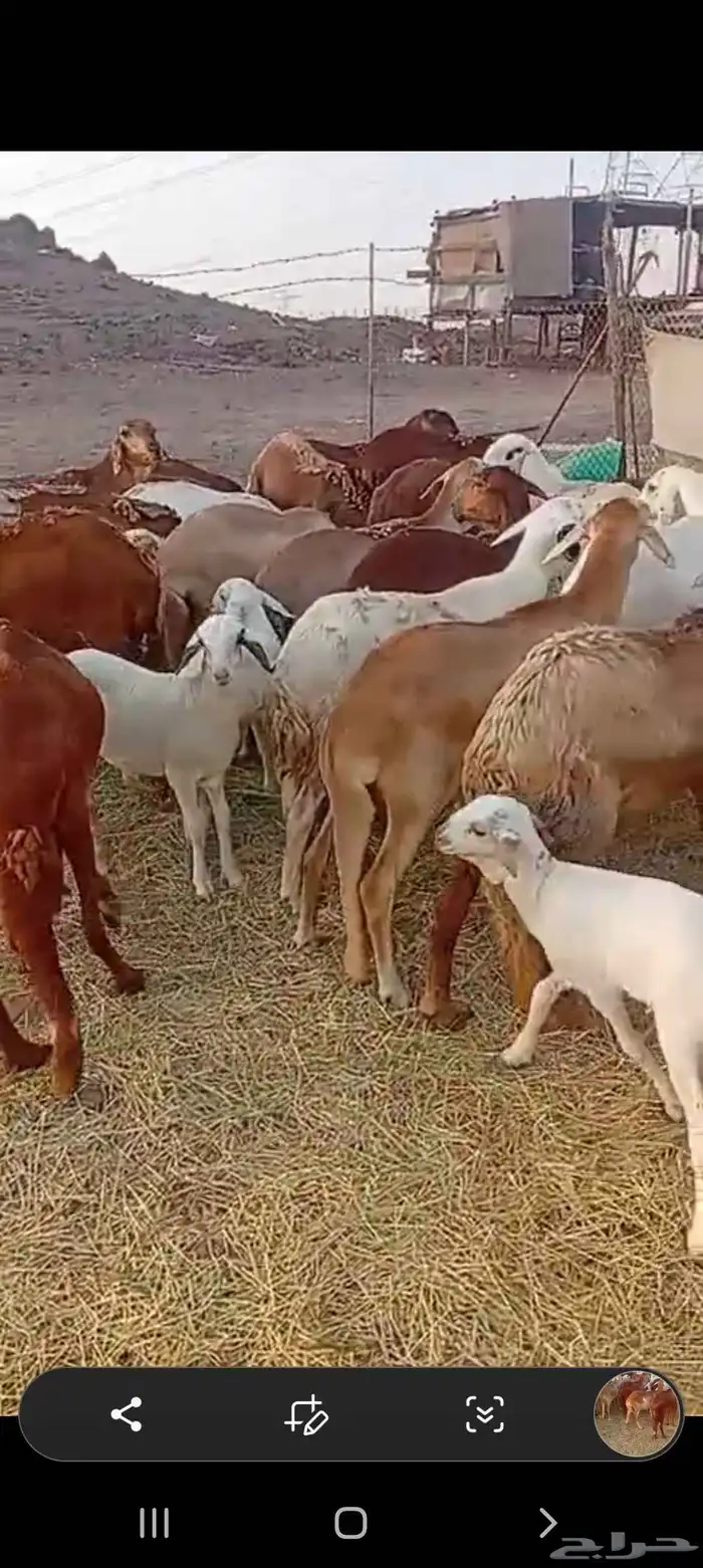40 راس ضان سواكن 5