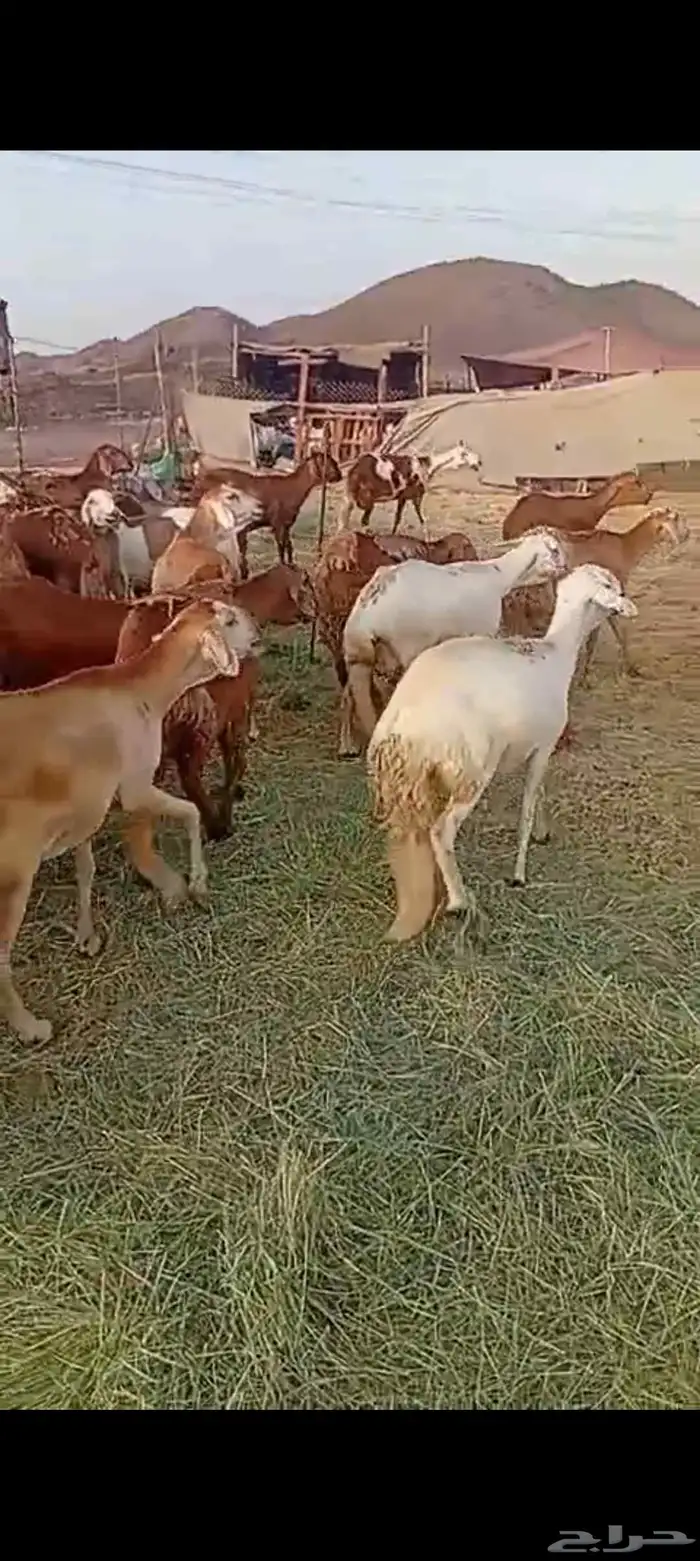 40 راس ضان سواكن 3