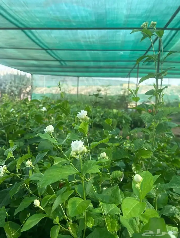 مشتل حسن قرني للزراعة با الجملة 5