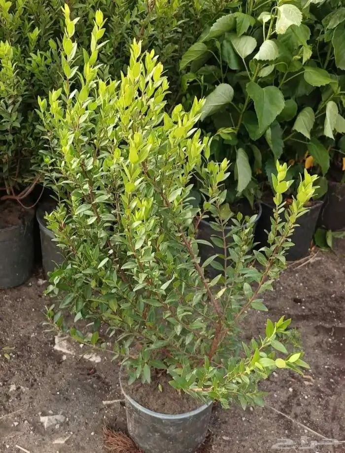 مشتل الجموم با الجملة للزراعة 1