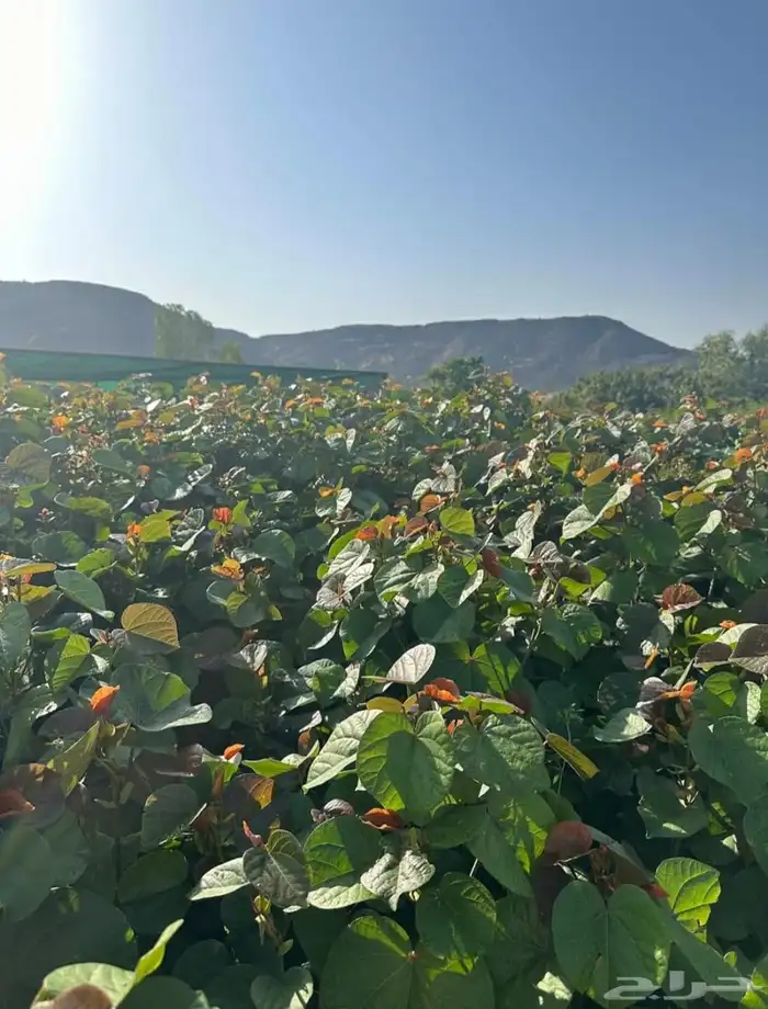 مشتل حسن قرني للزراعة با الجملة 9