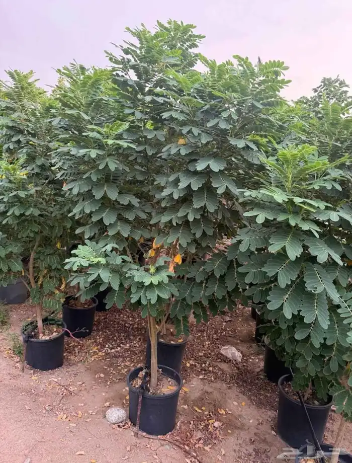 مشتل الجموم با الجملة للزراعة 6