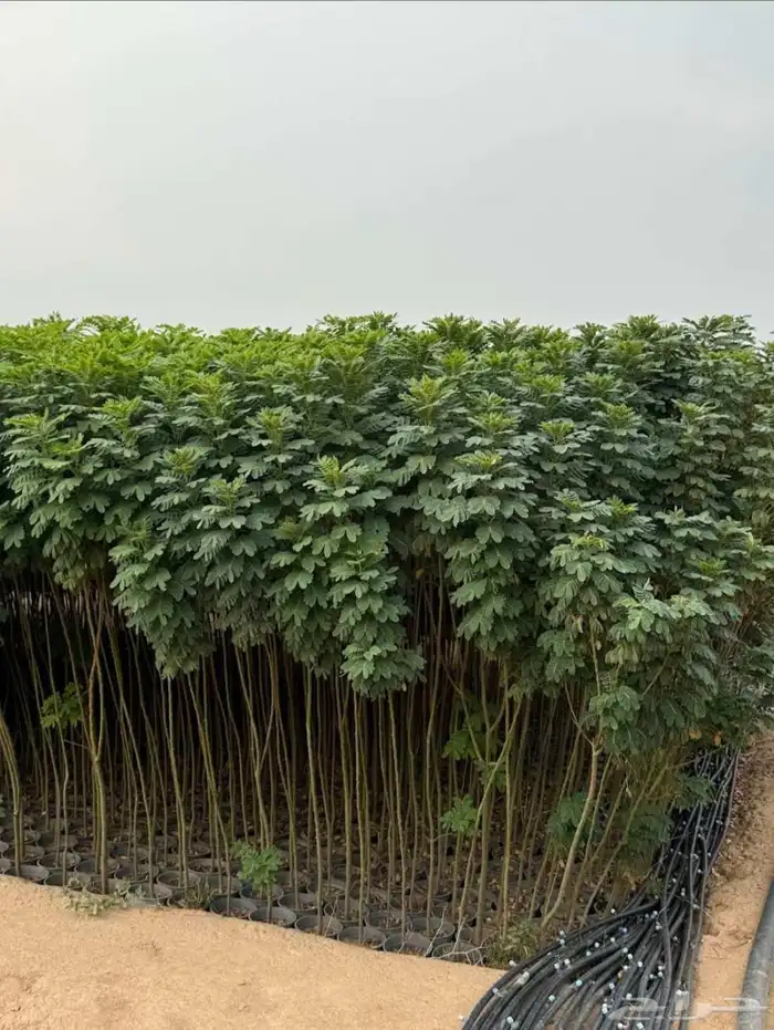 مشتل الجموم با الجملة للزراعة 7