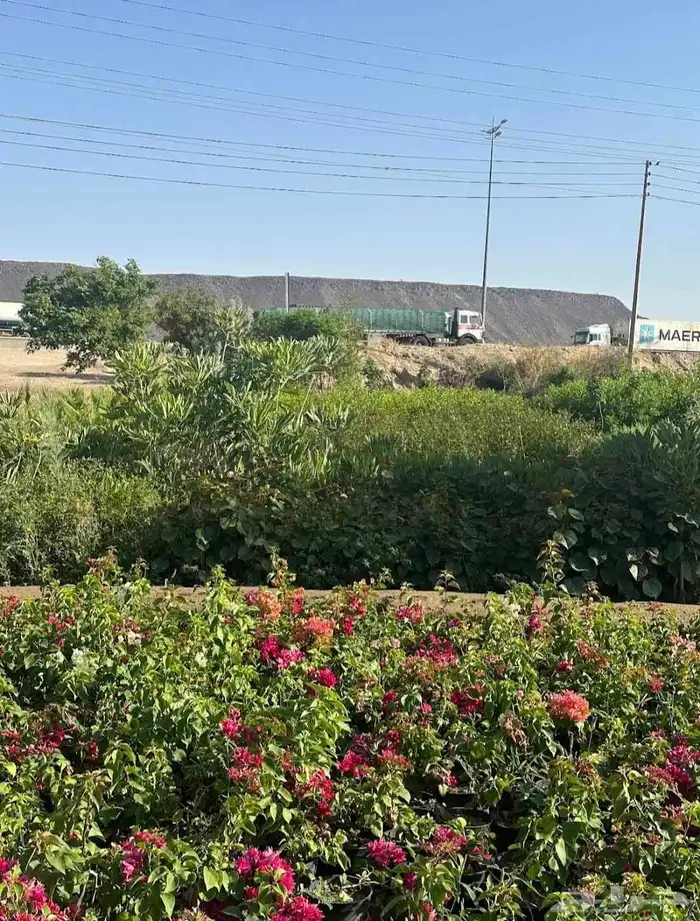 مشتل حسن قرني للزراعة با الجملة 6