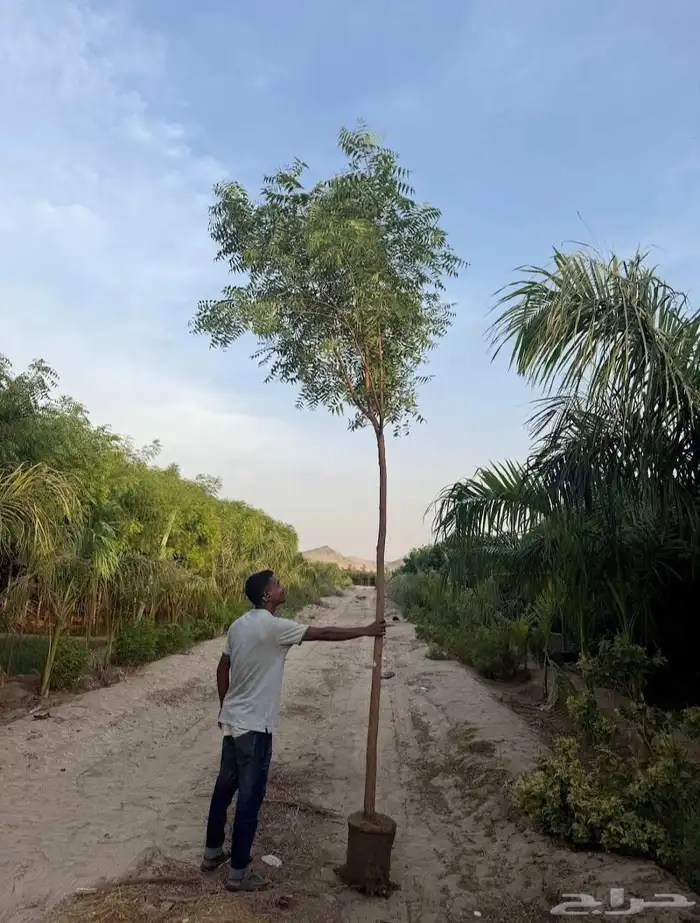 مشتل الجموم با الجملة للزراعة 4