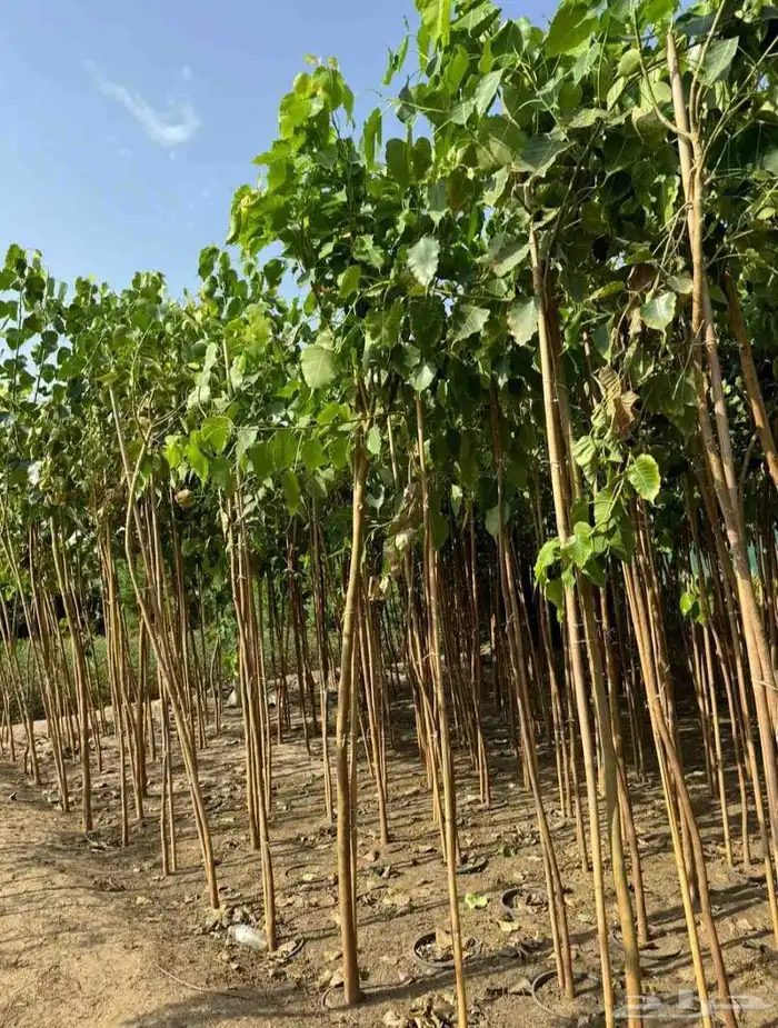 مشتل الجموم با الجملة للزراعة 3