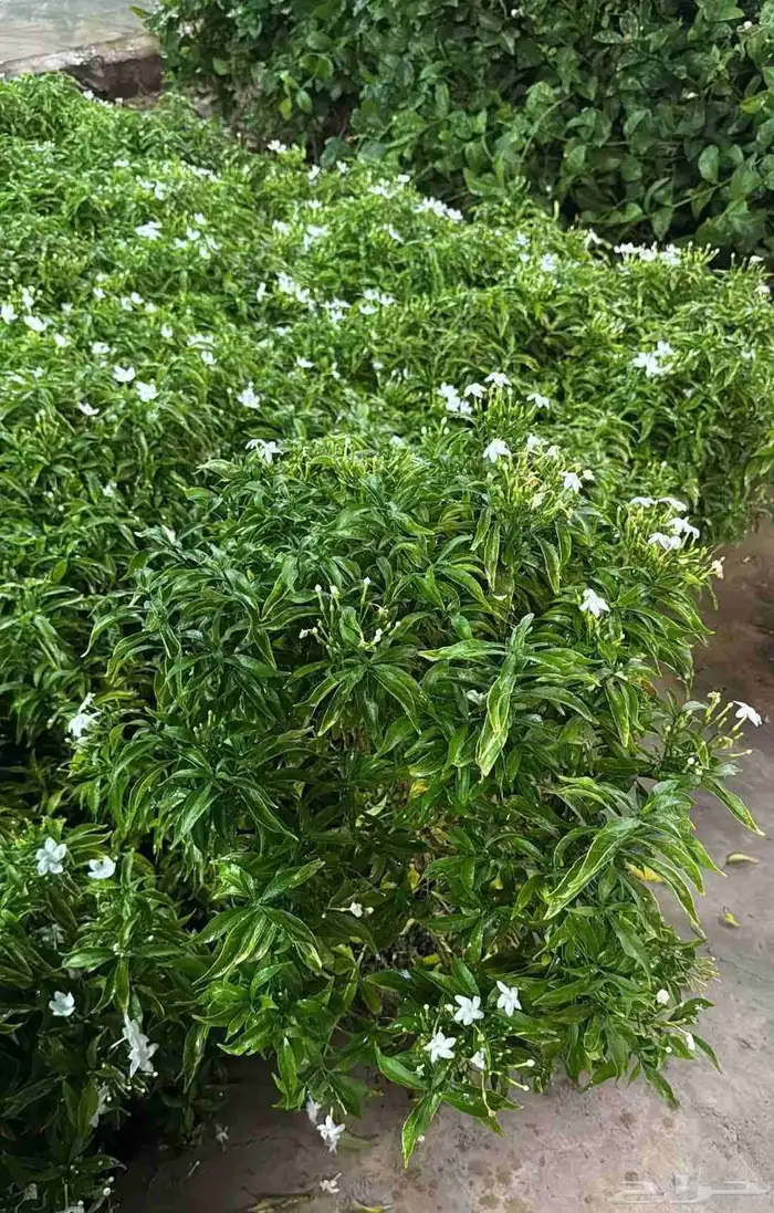 مشتل الجموم با الجملة للزراعة 5