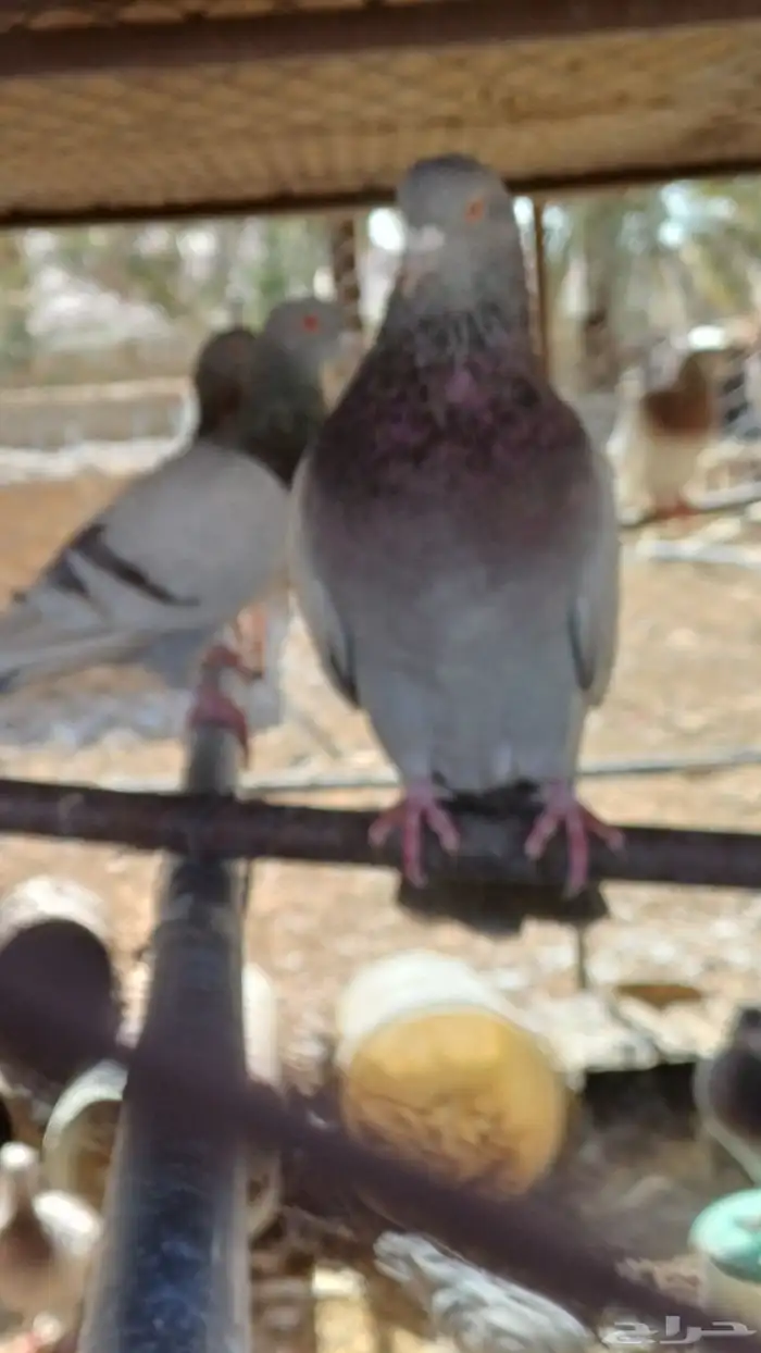 حمام جامبو سلفر وحمام صنعاني 0
