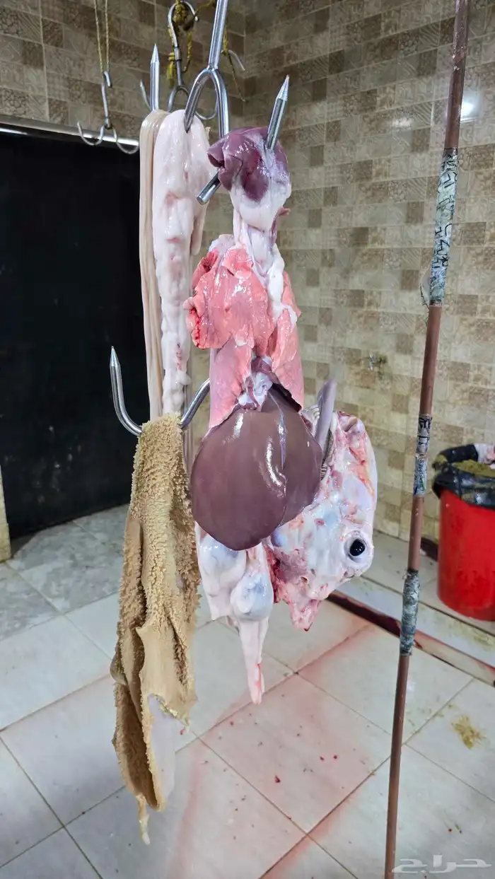 ذبايح حريه وسواكن تربيه حمري شي يبيض الوجه للامانه ومضمون 12